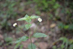 Lippia dulcis