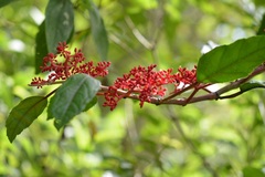 Cissus biformifolia