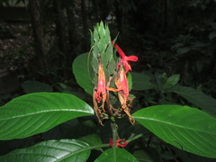 Pachystachys spicata