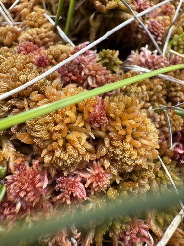Northeastern Peatmoss (Sphagnum flavicomans)