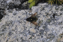 Stratiomys barbata