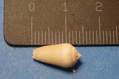 Imbricaria
