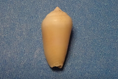 Imbricaria