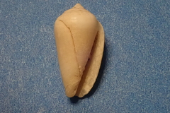 Imbricaria