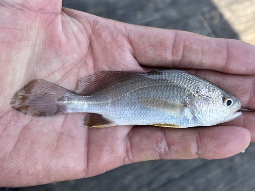 American stardrum (Stellifer lanceolatus) — Sciaenidae — 2