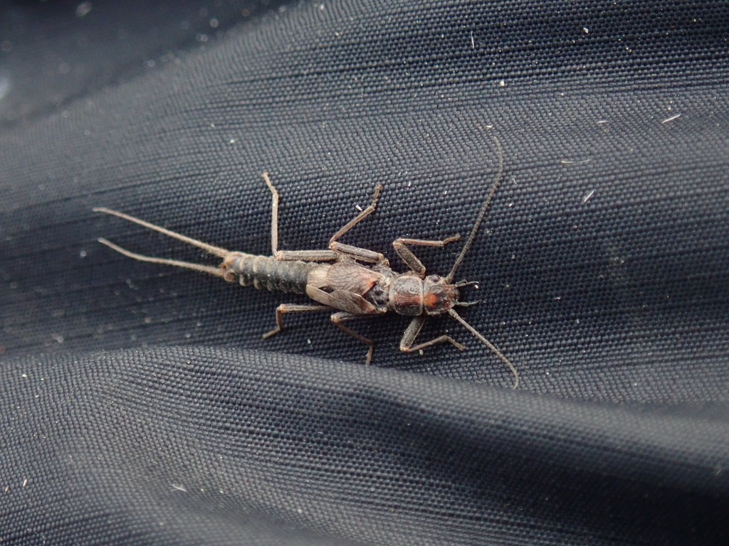 Holarctic Springfly