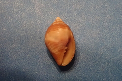 Mitridae