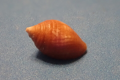 Mitridae