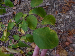 Styrax grandifolius