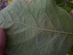 Styrax grandifolius