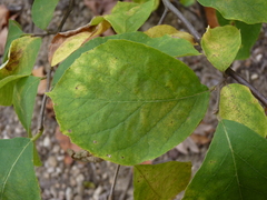 Styrax grandifolius