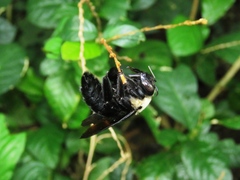 Xylocopa grisescens