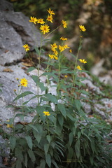 Helianthus tuberosus