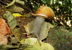 Megalobulimus