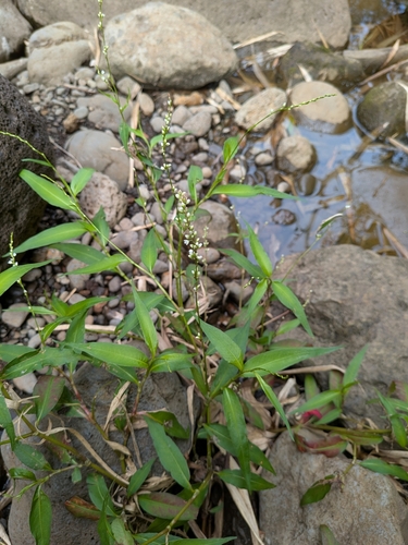 Persicaria punctata observed 2025-07-04