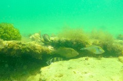 Meuschenia hippocrepis