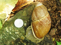 Megalobulimus