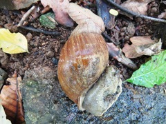 Megalobulimus