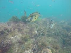 Meuschenia hippocrepis