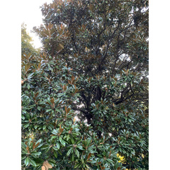 Magnolia grandiflora