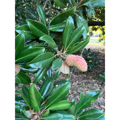 Magnolia grandiflora