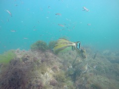 Meuschenia hippocrepis