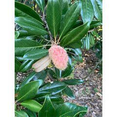Magnolia grandiflora