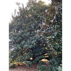Magnolia grandiflora
