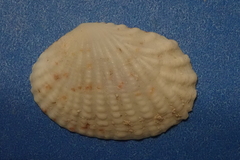 Gafrarium pectinatum