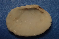 Gafrarium pectinatum