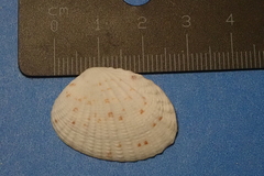 Gafrarium pectinatum