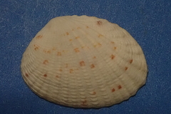 Gafrarium pectinatum