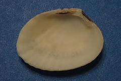 Gafrarium pectinatum