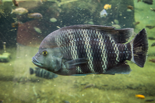 Zebra Tilapia (Tilapia buttikoferi) · iNaturalist