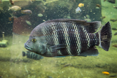 Zebra Tilapia photo 1