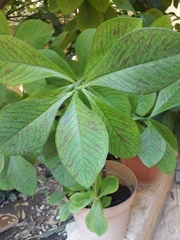 Magnoliopsida