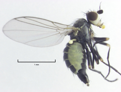 Phytomyza plantaginis