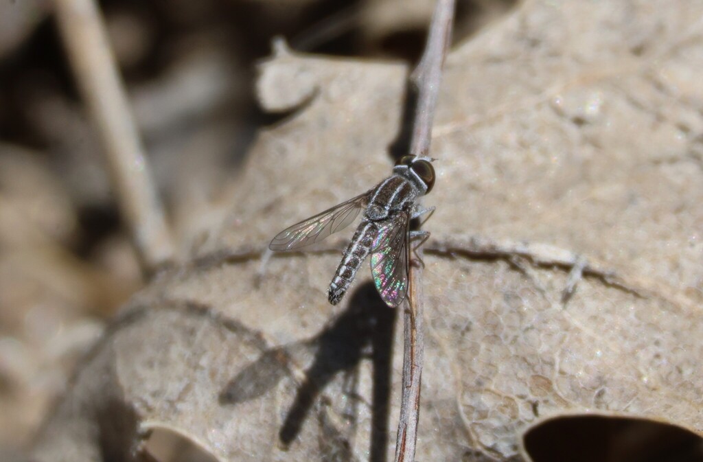 Aphoebantus vittatus