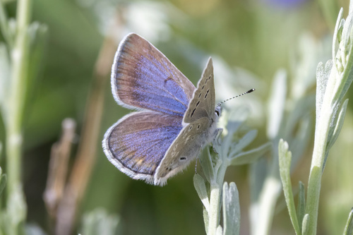 Boisduval's Blue