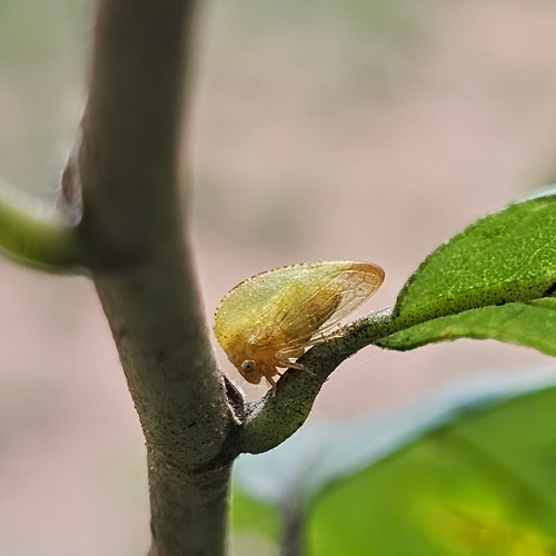 Atymna castaneae photo 2
