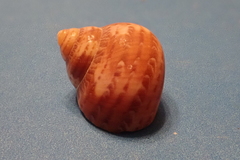 Turbo petholatus
