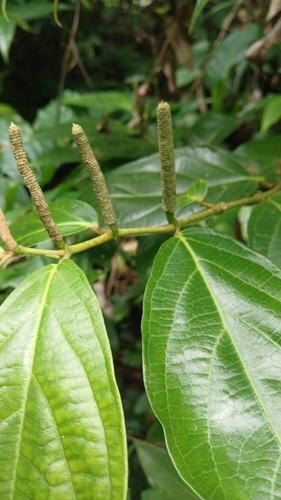Caracas pepper