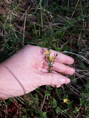 Hypericum drummondii