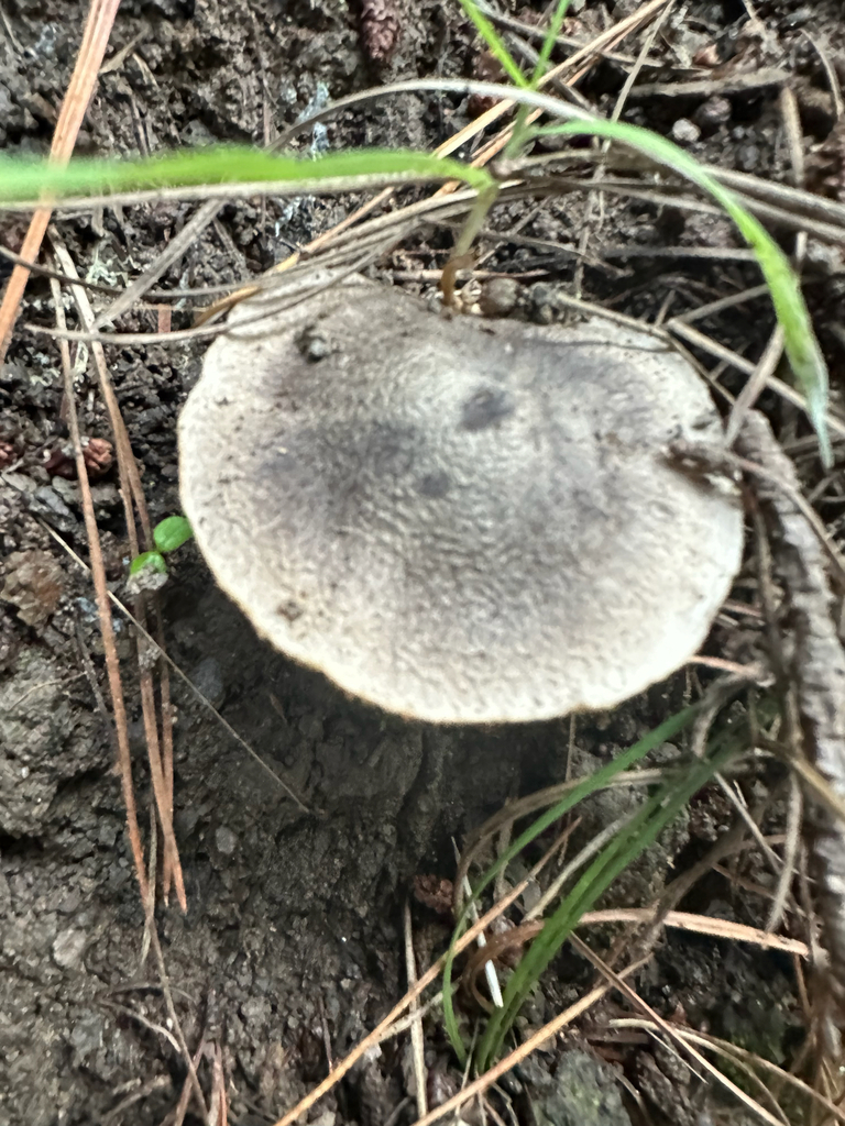 Tricholoma terreum · July 2025 · photo: © southernwanderer (iNaturalist, cc-by)