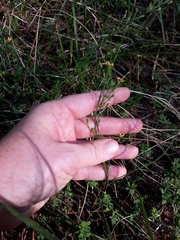 Hypericum drummondii