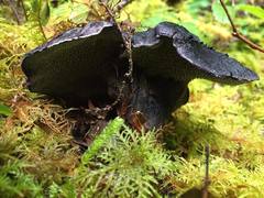 Hydnellum fuscoindicum