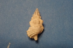 Cerithium columna