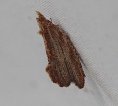 Glyphidoptera polymita