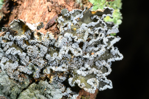Pannaria fulvescens observed 2025-05-24