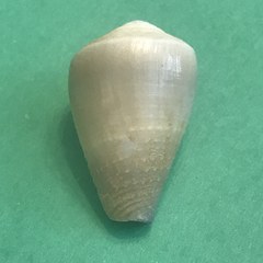 Conus rattus